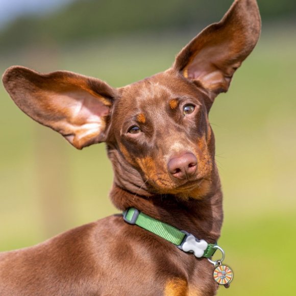 Disney Dumbo-Pet Tag "Dumbo", Tag accessory for pet collar - Picture 2 of 2